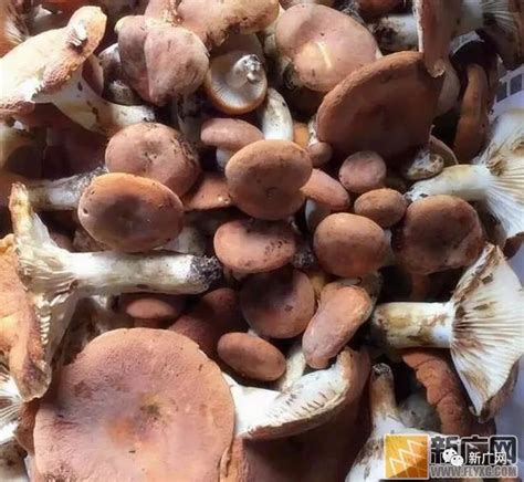 火炭菌图片