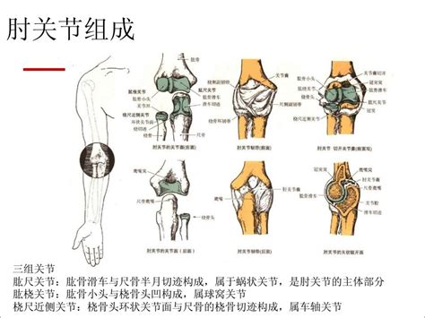 肘关节解剖图图片