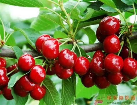 介绍几种常见的烟台大樱桃品种