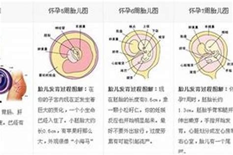 高中生物人教选修胚胎移植(共20张PPT)_word文档免费下载_文档大全