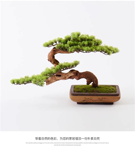 松树盆景景观植物高清图片下载_红动中国