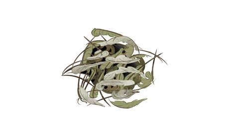 通经草图片