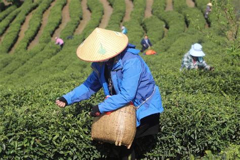 普洱思茅：茶旅融合实现三产发展 示范项目带动产业振兴-茗边智库