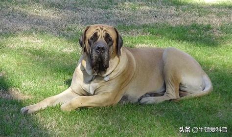 阿拉斯加大型犬图片-包图网