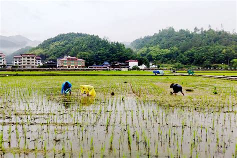 播种彩色水稻 发展观光农业