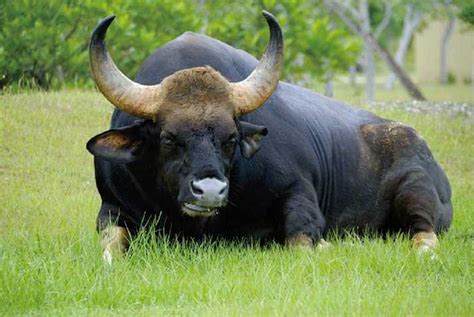 世界上最“厉害”的牛，堪称牛魔王原型，老虎见了它跑远|牛魔王|野牛|牛_新浪新闻