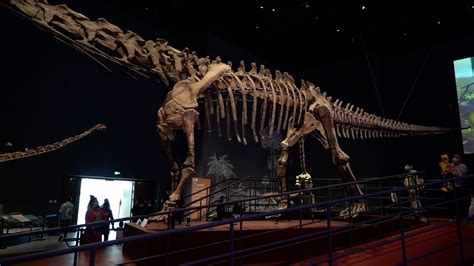 禄丰龙：中国第一个登上邮票的恐龙（长6米/云南出土）_小狼观天下