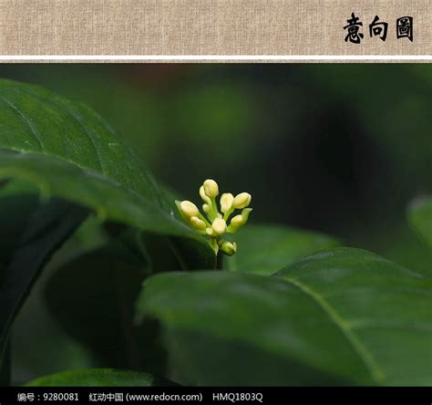 含苞待放的花朵高清图片下载_红动中国