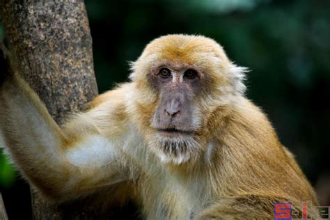 这些经典的猴子种类，个个都具特色，你都能叫上名吗？