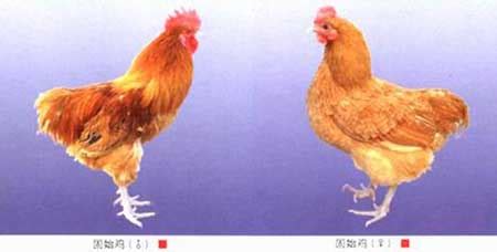 有广州十大名鸡之一的市师鸡，还有够镬气、够滋味的小炒热菜，怪不得很多老广吃货把这儿当饭堂啦__凤凰网