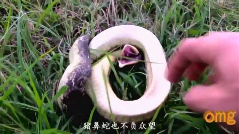 猪鼻蛇是世界上最怂的蛇，长着猪的鼻孔，除了装逼就会装死！_腾讯视频