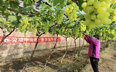 探访北京金粟种植专业合作社：葡萄架下的“农耕课堂”_天天基金网