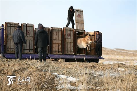 普氏野马在原生地新疆的灭绝与繁衍|文章|中国国家地理网