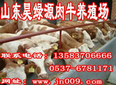 肉牛毛斤小牛犊养殖方法 山东省济宁市梁山县-食品商务网