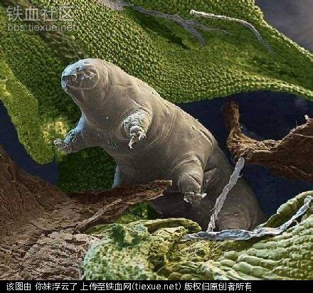 地球最强生命：水熊虫 它到底是拥有多强大DNA_凤凰网科技_凤凰网