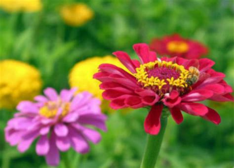 百日菊花语是什么？不同颜色的百日菊有着不同的象征意义哦