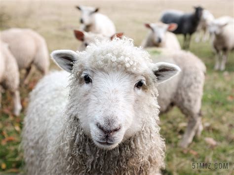 草原上白色小绵羊背景图片免费下载 - 觅知网