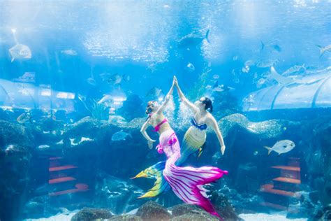 美人鱼神话故事也可以完美呈现美人鱼展览美人鱼表演互动|资源-元素谷(OSOGOO)