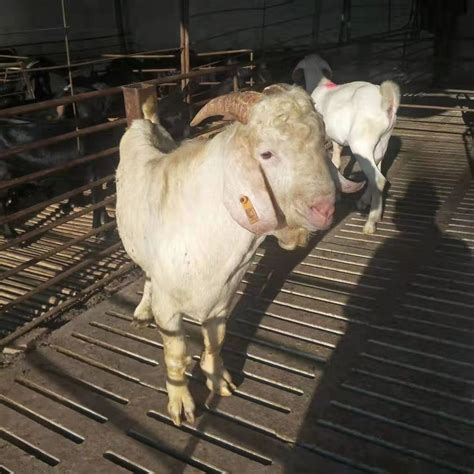 山羊波尔山羊繁育基地波尔山羊小羊苗市场价格 波尔山羊小羊苗市场价格-食品商务网