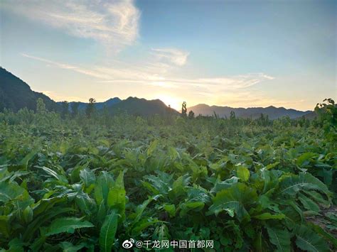 《三七林下生态种植技术规程》国家标准正式颁布-云南省林业和草原技术推广总站-云南省林业和草原技术推广总站