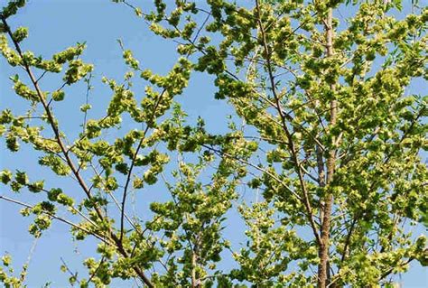 榆树是常绿树还是落叶树-苗木百科-中国花木网