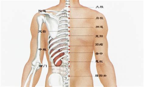 后背部位图解大全图片