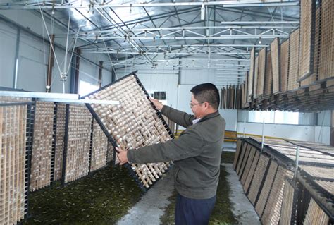 蚕桑发展丨贵州普定成功培育首批蚕种 - - 金蚕网
