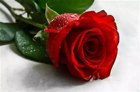 红色的玫瑰花图片-绿叶之中的一朵红色的玫瑰花素材-高清图片-摄影照片-寻图免费打包下载