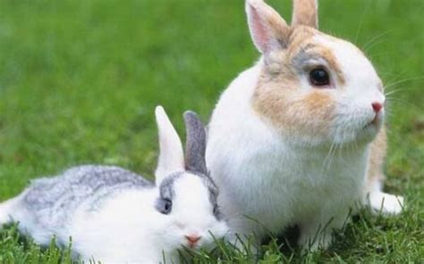 不同兔年出生的人是什么兔 1963年出生是山林之兔-属兔-国学梦