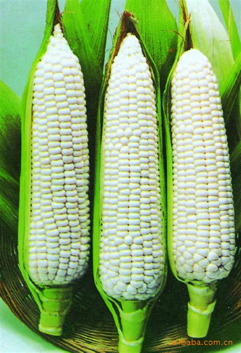 古老玉米品种,深山发现老品种玉米,高产耐旱玉米品种_大山谷图库