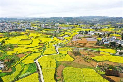贵州播州：油菜花开绘就美丽乡村新画卷-人民图片网