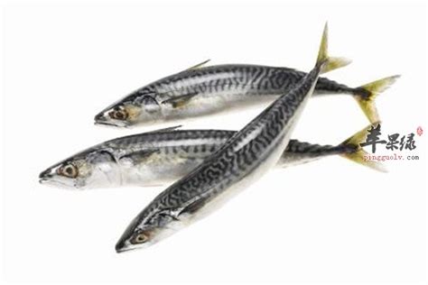 青鱼养殖饲料配方，日常喂食的自制青鱼配料表_维诺