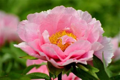 世界上十种最美的的花 牡丹花被誉为花中之王_探秘志