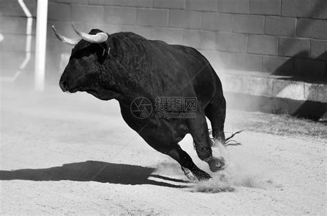 传统斗牛奇观中长着大角的公牛高清图片下载-正版图片504603431-摄图网