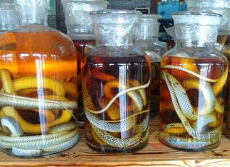 蛇酒泡了10年蛇还活着，蛇在酒里面泡能活多久-酒文化-好酒代理网
