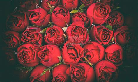 浪漫红玫瑰图片素材_免费下载_jpg图片格式_VRF高清图片500570402_摄图网