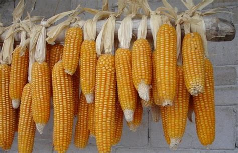 2015年3月20日全国各地今日玉米最新价格行情走势分析-中商数据-中商情报网
