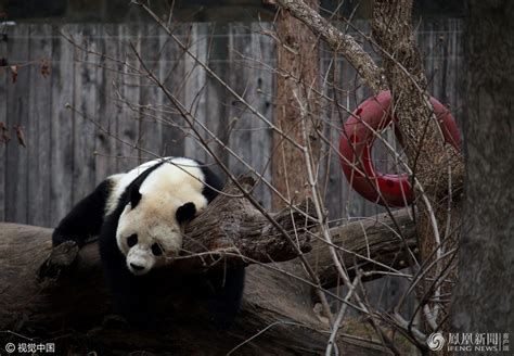 旅美大熊猫“宝宝”启程回国 饲养员依依惜别-新闻中心-温州网