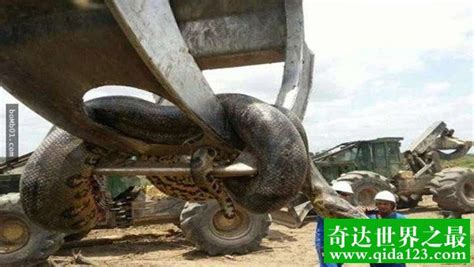 世界上最大的蛇，中国发现长达55米巨蛇(最大的蛇盘点) — 奇达世界之最