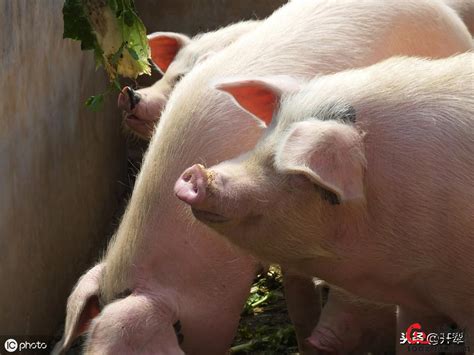 养殖场常见猪病的防治工作，以及几种猪病的病症及治疗，你了解吗|其他疾病【搜猪网_生猪预警网】
