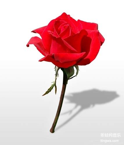 一朵玫瑰花背景,一朵玫瑰花卡通,一朵玫瑰花壁纸_大山谷图库