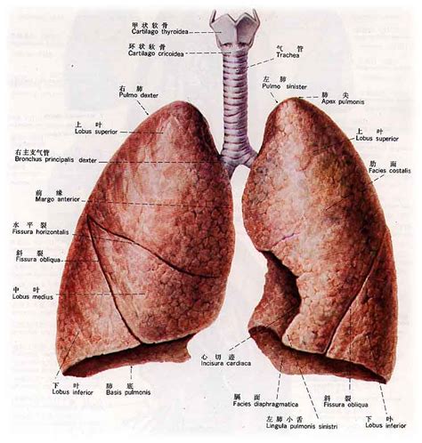 正常肺部解剖示意图-人体解剖图,_医学图库