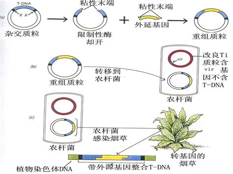 植物乳杆菌内源性质粒序列分析及其表达载体的构建