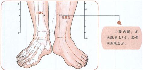 三阴交穴-中医学-医学