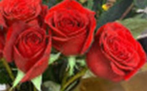 红玫瑰盛开植物叶子生长树叶花园花瓣太阳植物群灌木植物学高清图片下载-正版图片320709734-摄图网