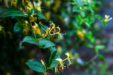 金银花适合什么地方种植-种植技术-中国花木网