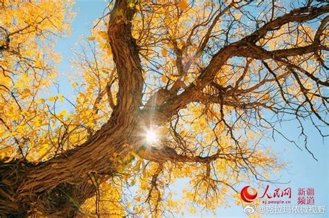 金光熠熠的乌尔禾区万亩胡杨林，成为秋季最美的拍照圣地