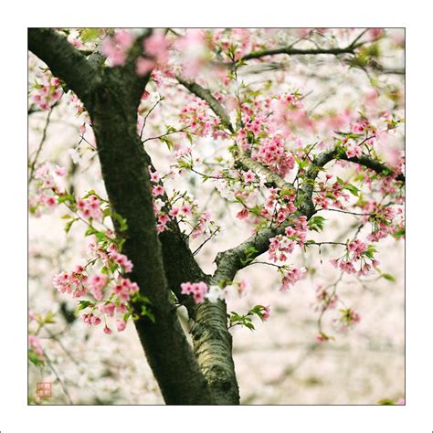 【双色樱——一棵开花的树摄影图片】东湖樱园生态摄影_太平洋电脑网摄影部落