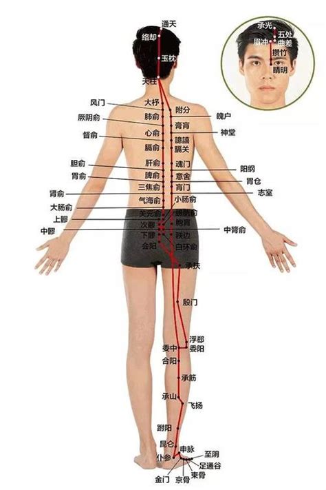 画着经脉穴位图的人体模型的右背特写图片免费下载_红动网