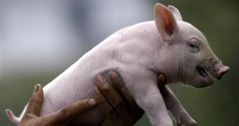 猪饲料中缺维生素E和硒有什么危害？自配料养猪要懂饲料营养 - 猪好多网
